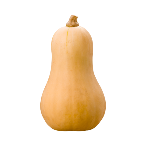 Butternut - Small